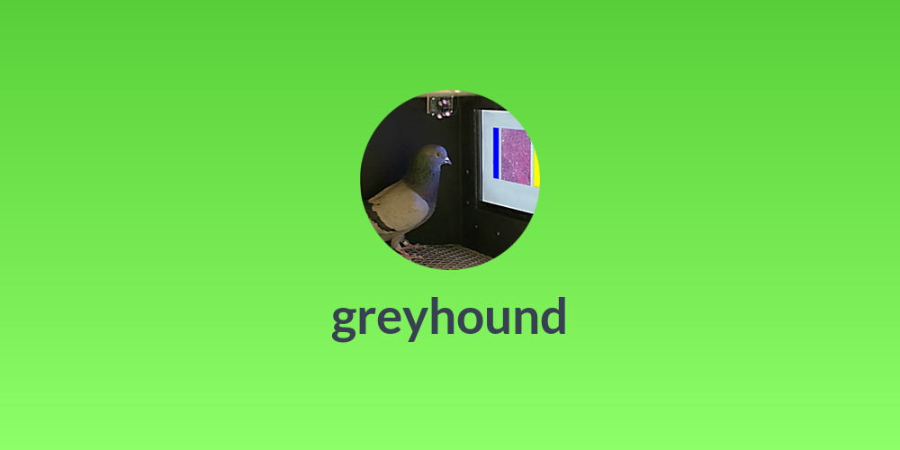 greyhound